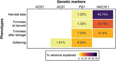 Apple Ripening Is Controlled by a NAC Transcription Factor